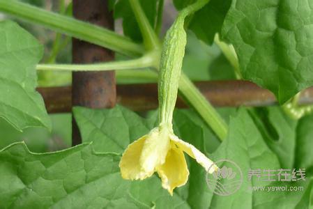 5種食物幫助身體排毒,長痘、臉色暗黃都需要 5種食物幫助身體排毒,長痘、臉色暗黃都需要