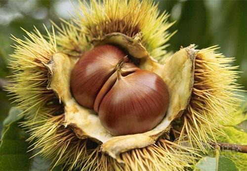 經(jīng)常吃板栗，這些常識(shí)要懂