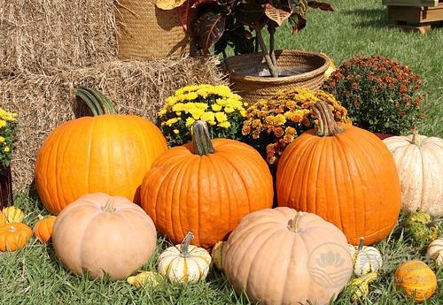 南瓜營養(yǎng)好，但別和這3種食物搭配吃