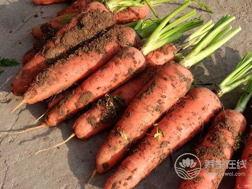 節后多吃3種食物，有助清光體內毒素