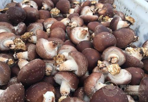 這幾種果蔬，能養(yǎng)肝，可常吃，別忽視了！