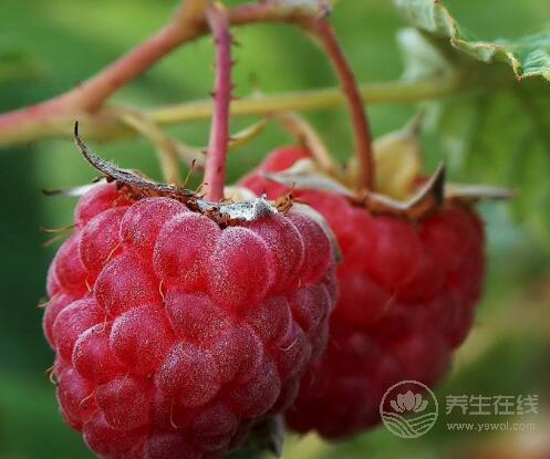 小時候吃的野果，竟有這么多功效