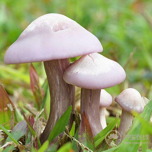 癌癥無情，平常需多吃4物，杜絕癌癥保健康