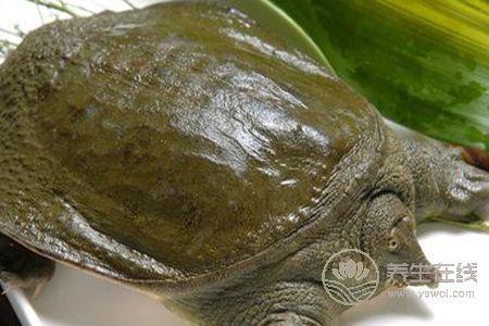 甲魚湯營養豐富，喝甲魚湯的功效是什么？