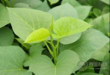 紅薯葉其貌不凡，有“蔬菜中的人參”之稱，不愛吃的虧了