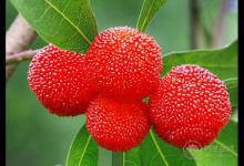 吃楊梅酸倒牙怎么辦？5個小辦法緩解