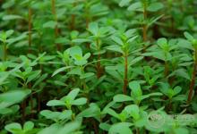 野菜營養高 不識慎食用