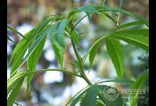 它可潤腸通便、滋陰補(bǔ)虛、降壓降脂，是長壽之寶