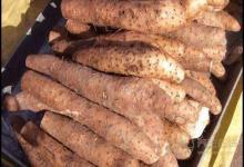 這幾種蔬菜是天然“胃藥”，胃不好可常吃