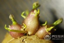 有毒！千萬(wàn)不要這樣吃的7樣食物