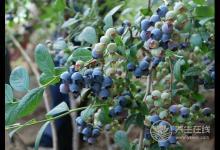 切記！雞蛋雖好，但是這7種雞蛋不能吃