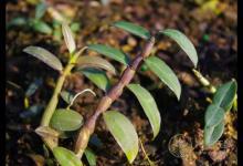 被譽(yù)為“中華九大仙草”之一的石斛，泡水喝有什么作用