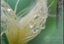 扔掉的玉米須泡水喝，1杯勝過3副藥