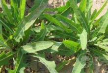 綠茶罕為人知養(yǎng)生保健功效