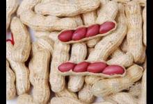 生吃花生米有什么好處？怎么挑選花生米？