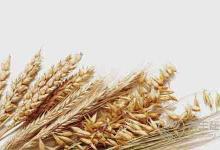 最普通的6種食物，最養(yǎng)胃，人人都買得起