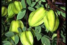 楊桃有什么營養價值楊桃的食用注意事項