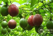 你吃百香果吃對了嗎？它有什么營養功效？
