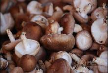 常吃香菇，對身體有這些好處，你都知道嗎？