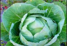 養護血管健康，少不了這幾種食物