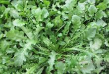 經常喝酒肝不好，多吃5種綠色蔬菜，肝就會變好