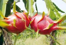 火龍果的功效與作用及食用禁忌