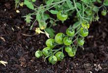 夏天吃西紅柿還有這么多禁忌？好多第一次聽說