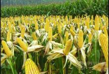 常吃玉米有4大好處，它的須別扔！也很養生
