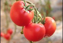 常吃西紅柿，對身體有這些好處