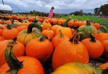 愛吃火鍋的小伙伴們須知：羊肉不能和什么一起吃？