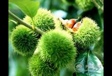 板栗的外皮怎么去掉?這樣做皮容易剝開