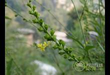 癌癥治療后，5種食物多吃可防復(fù)發(fā)