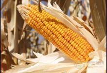 野菜的天然藥用價(jià)值有哪些？