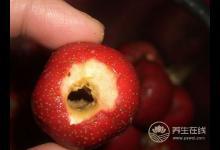 過年過節(jié)吃得太油膩，推薦你吃6種解膩食物