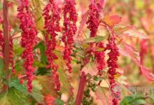 這種紅色食物可減肥防三高，還防癌