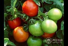 青番茄蘋果籽沒熟的四季豆，這些食物比砒霜還毒