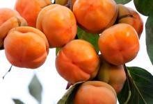 這些食物不能帶皮吃，養(yǎng)生的人要知道