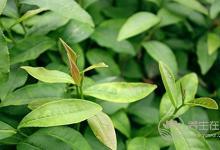 吃完東西口氣臭不想說話？5個方法幫你化解尷尬