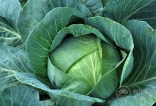 養胃助消化的食物，這5種是“高手”！