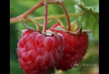 小時候吃的野果，竟有這么多功效