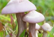 癌癥無情，平常需多吃4物，杜絕癌癥保健康