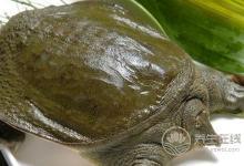 甲魚湯營養豐富，喝甲魚湯的功效是什么？