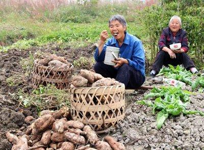 吃地瓜是否容易發(fā)胖 紅薯的功效有哪些