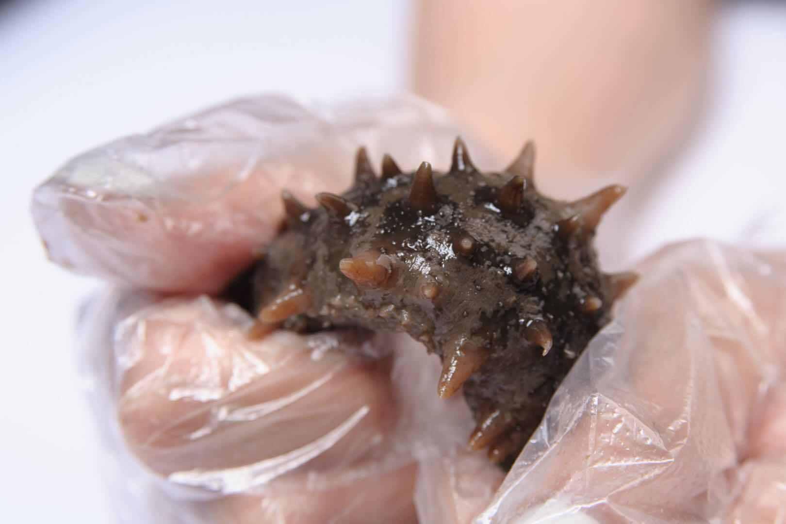 海參做粥的方法 海參可以做哪些粥