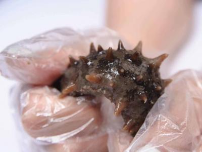 海參做粥的方法 海參可以做哪些粥