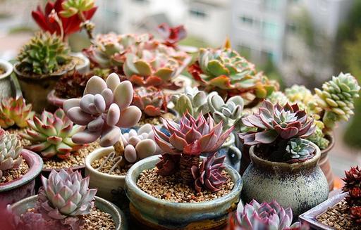 多肉植物適合放在臥室還是放在陽臺