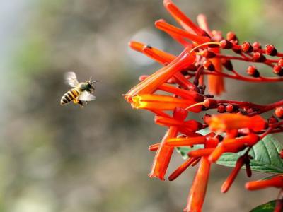 吃紅花滋補(bǔ)身體的效果如何會(huì)上火嗎