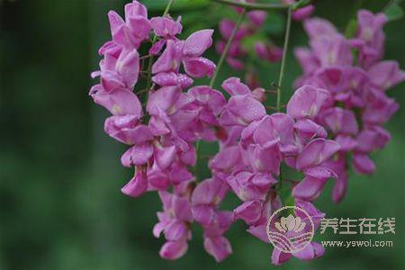 紫色槐花可以吃嗎?