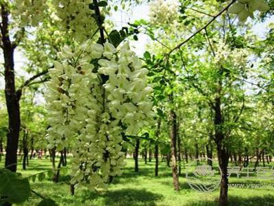 洋槐花有毒沒有?