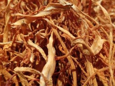 不同大小的蟲草之間存在著哪些區別